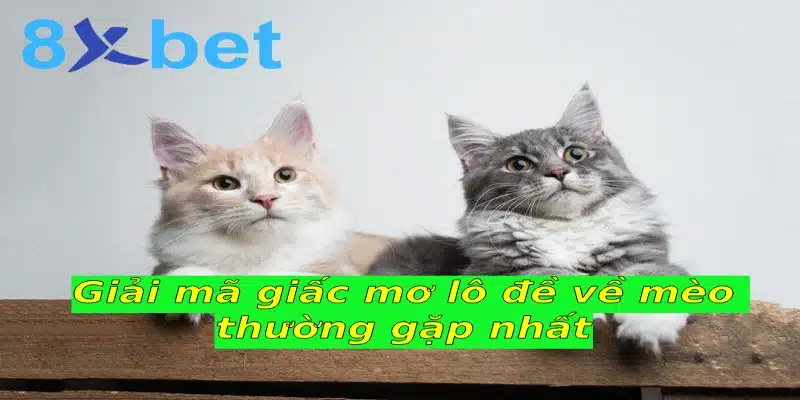 Giải mã giấc mơ lô đề và những thông tin bạn cần biết 45 Giải mã giấc mơ lô đề về mèo thường gặp nhất