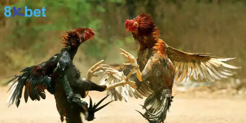 Bí Quyết Cá Cược Đá Gà Thomo Tăng Cơ Hội Chiến Thắng 20 Bí quyết hiệu quả khi tham gia cá cược đá gà Thomo