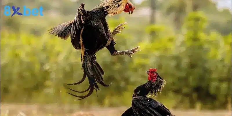 Bí Quyết Cá Cược Đá Gà Thomo Tăng Cơ Hội Chiến Thắng 19 Cách tính điểm trong giải đấu đá gà Thomo