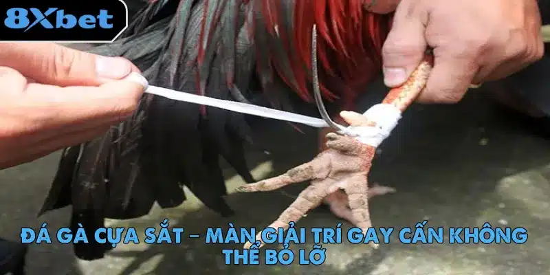 Đá Gà Cựa Sắt – Màn Giải Trí Gay Cấn Không Thể Bỏ Lỡ 1 da-ga-cua-sat-