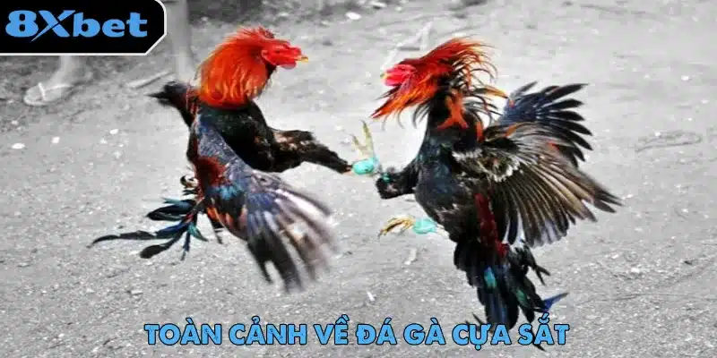 Đá Gà Cựa Sắt – Màn Giải Trí Gay Cấn Không Thể Bỏ Lỡ 36 Đá gà cựa sắt được người chơi yêu thích nhờ ứng dụng livestream hiện đại