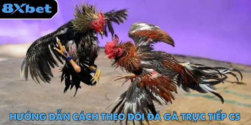Đá Gà Trực Tiếp C5 - Trải Nghiệm Cược Hot Nhất 2025 3 Đá gà trực tiếp C5 có lượng người dùng lớn và phản hồi tích cực về dịch vụ